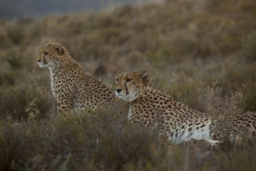 cheetah-2