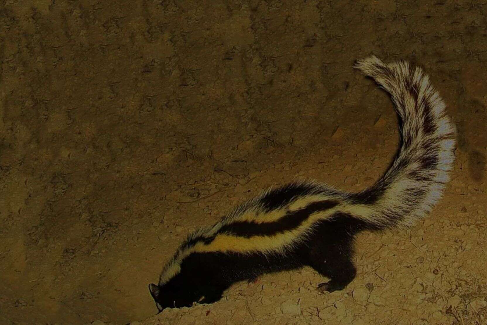 Polecat