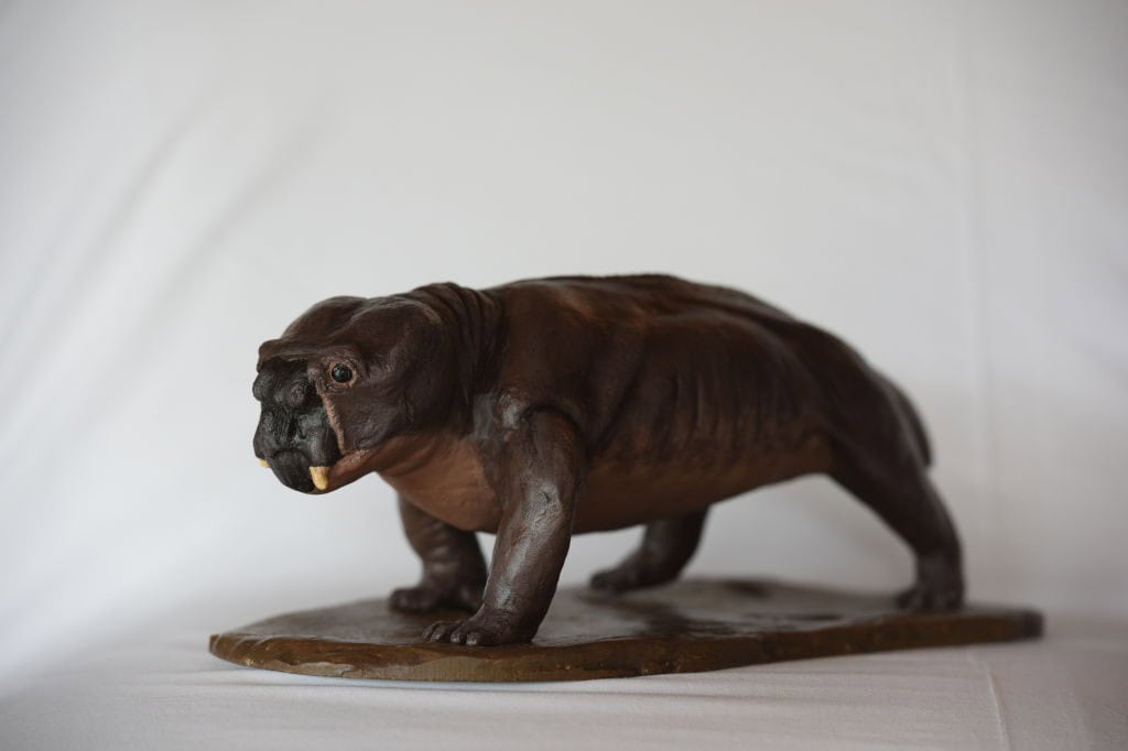 Maquette of the Aulacephalodon which is a dinosaur found in this area of the Karoo