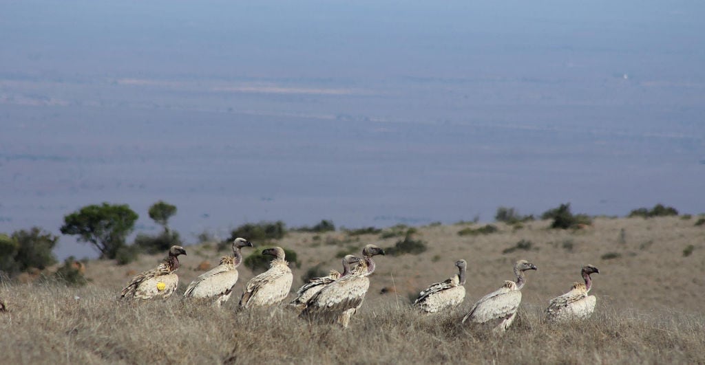 The group of Cape Vultures, photographed by Tendai Moyo