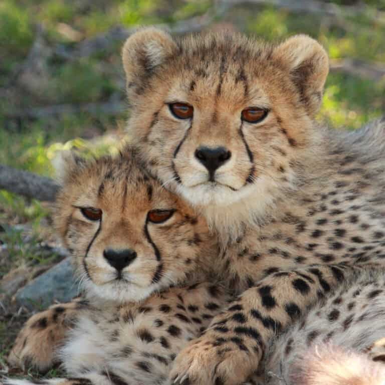 Cheetah cubs cuddle up, Samara Private Game Reserve, Great Karoo, South Africa