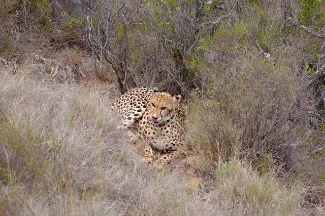 Chilli the cheetah at Samara Private Game Reserve, Great Karoo, South Africa