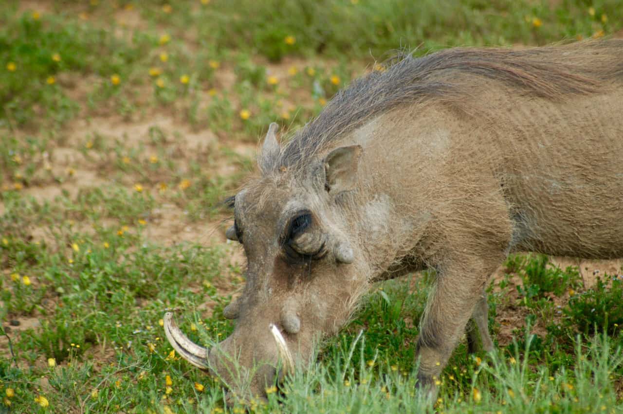 Warthog at Samara Private Game Reserve, Great Karoo, South Africa