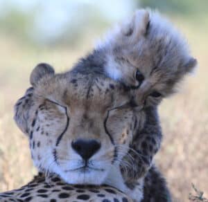 Wildlife family: playful cheetah cub tackles mother Chilli, Samara Private Game Reserve, Great Karoo, South Africa (copyright Lizl Nieuwoudt, African Aspects Tours)