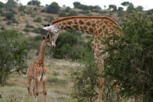 Wildlife family: mother and baby giraffe share a tender moment, Samara Private Game Reserve, Great Karoo, South Africa