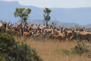 Wildlife family: nursery herd of Eland, Samara Private Game Reserve, Great Karoo, South Africa