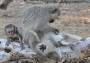 Wildlife family: Vervet monkeys, Samara Private Game Reserve, Great Karoo, South Africa (copyright Chris Young)