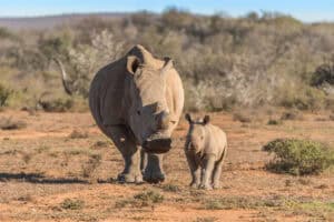 Wildlife family: white rhino mother and calf, Samara Private Game Reserve, Great Karoo, South Africa (copyright Jody Bloomer)