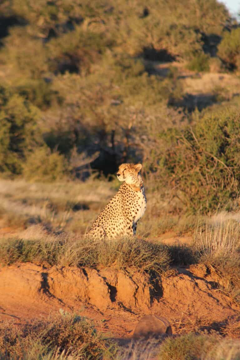 Sibella the cheetah sits, sphinx-like, atop a mound of grass at Samara Private Game Reserve, Great Karoo, South Africa
