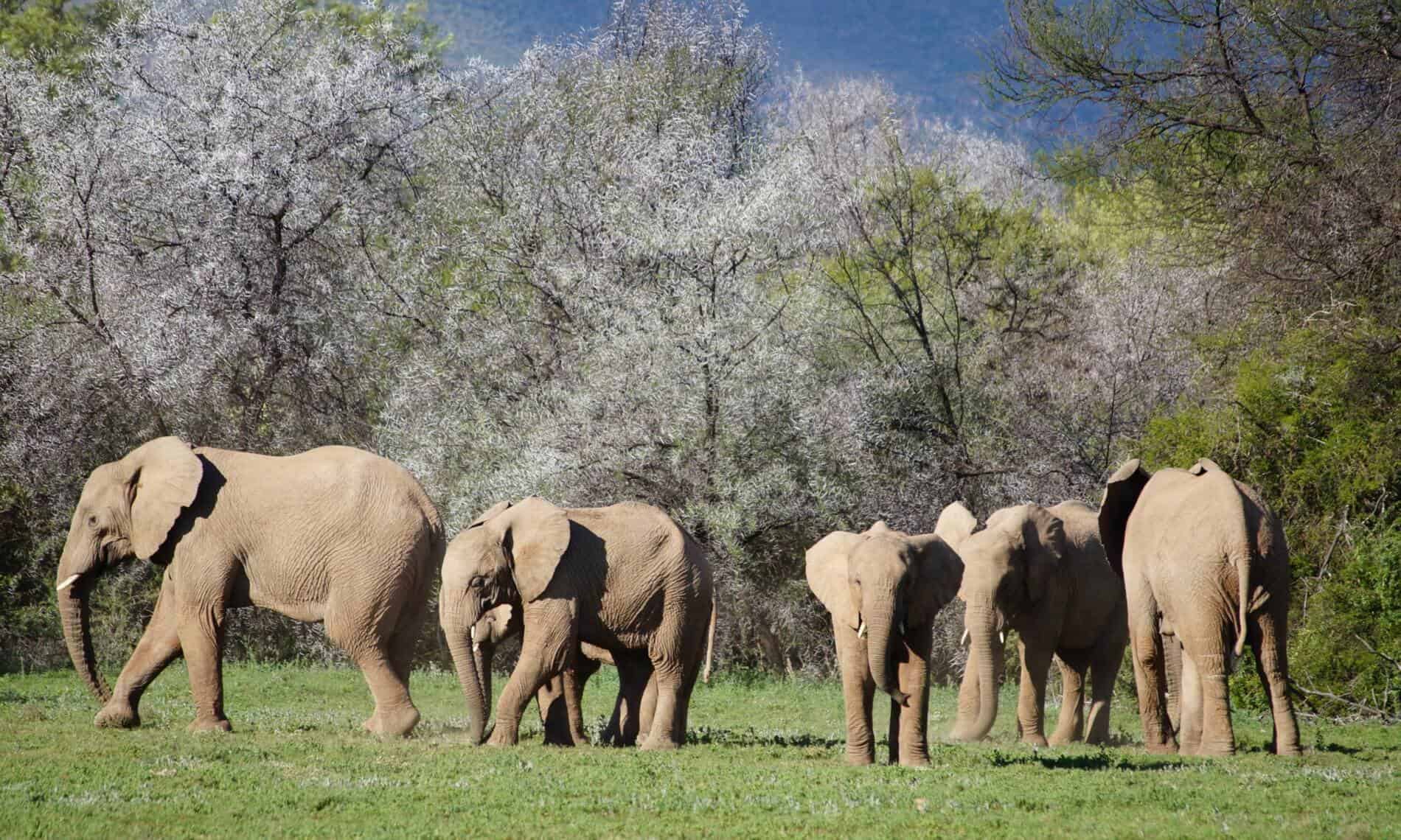 elephant-herd-samara-private-game-reserve-ida-hansen-1900×1140