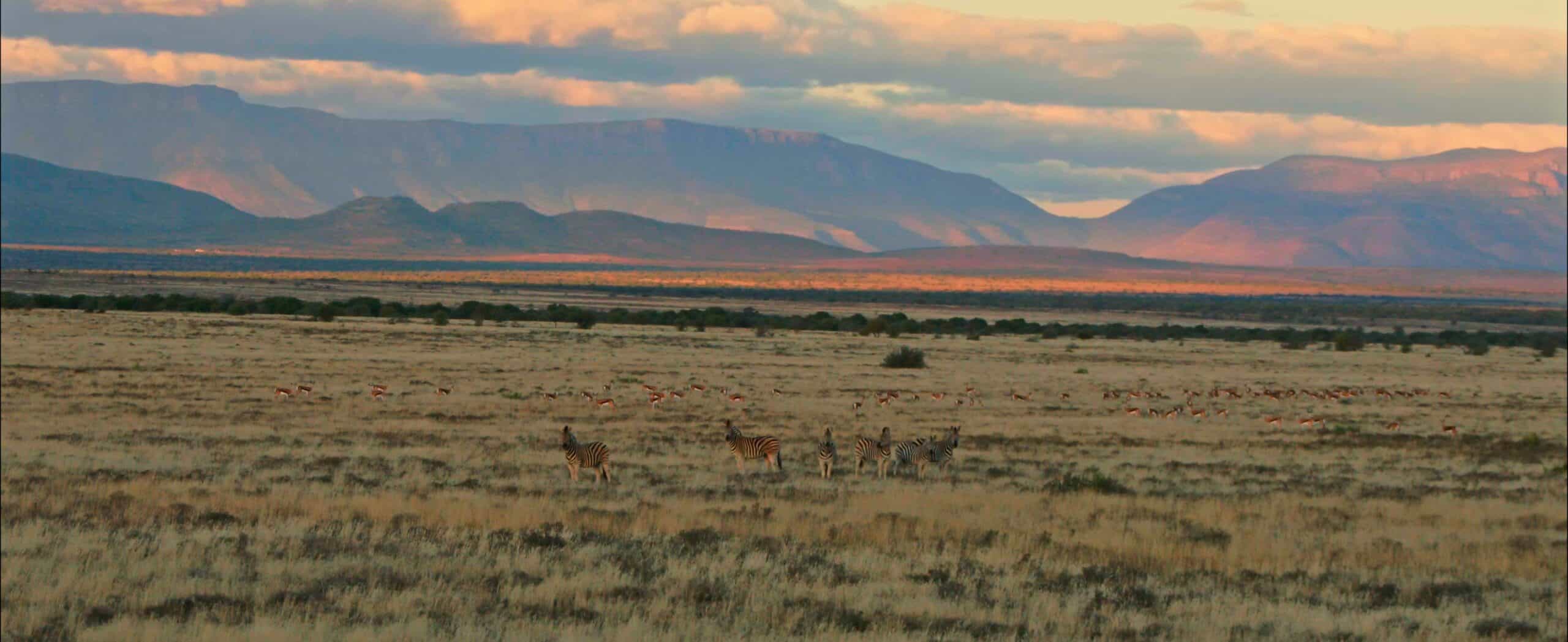 Zebra and springbok on the Plains of Camdeboo, Samara Private Game Reserve, Great Karoo, South Africa