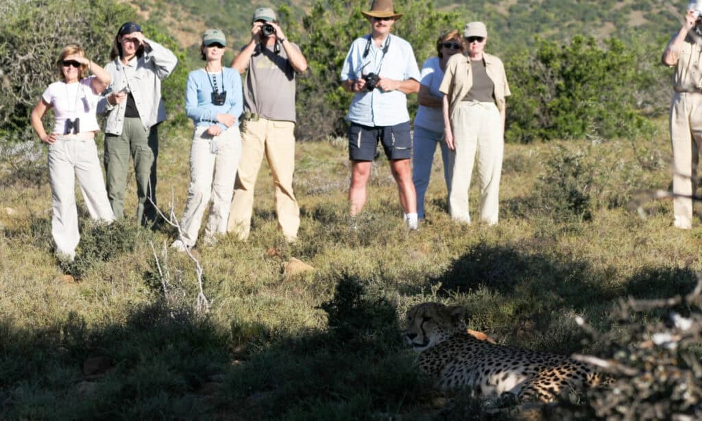 guests-tracking-cheetah-on-foot-safari-samara-karoo-sibella-south-africa-1900×1140
