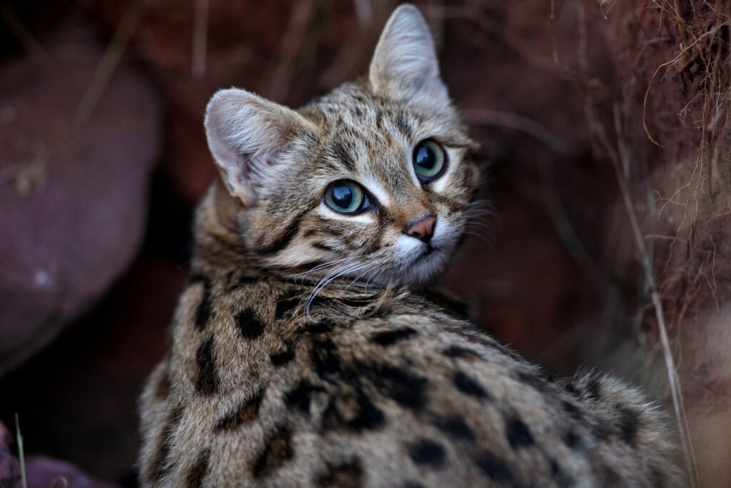 Black footed cat, Erwin Niemand