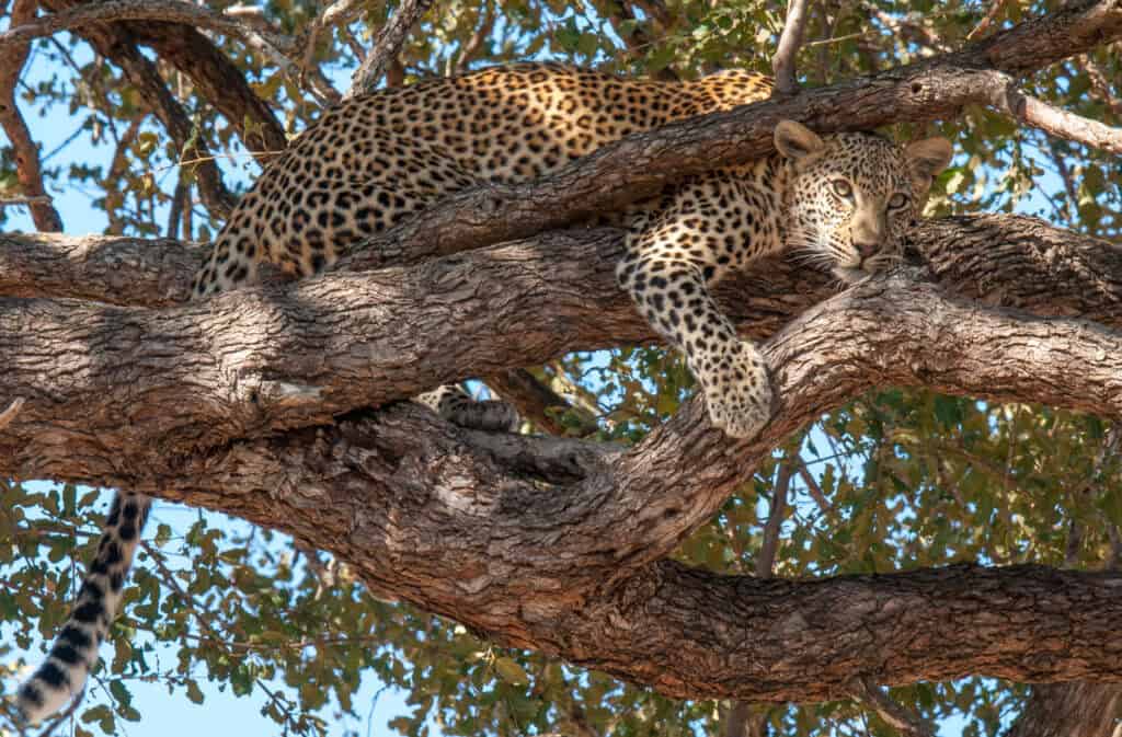 leopard-in-tree-marnus-ochse