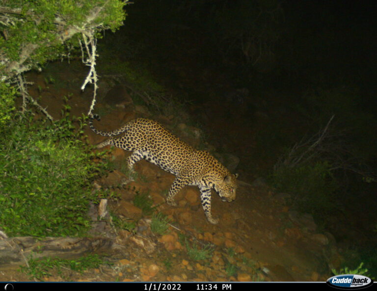Leopard returning of its own accord, on camera trap 3
