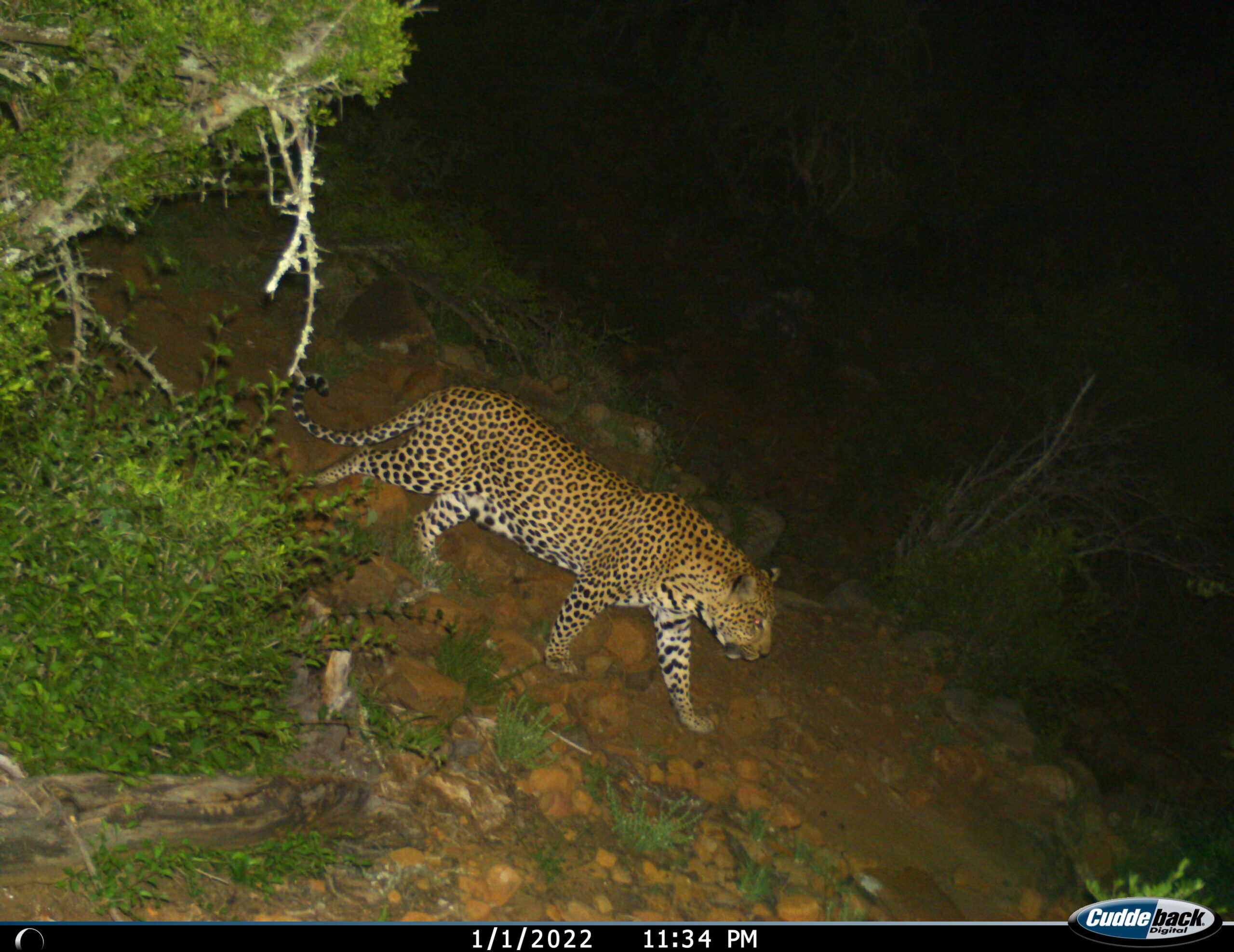 Leopard returning of its own accord, on camera trap 3