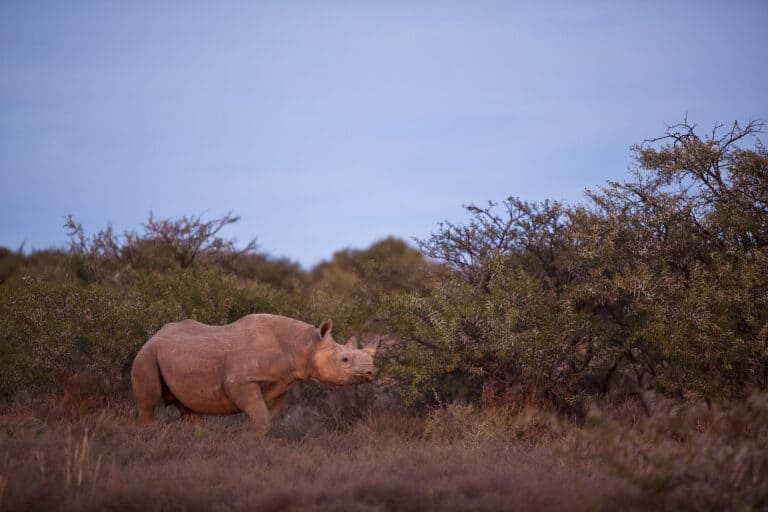 black-rhinoceros-samara-karoo-safari-etienne-oosthuizen