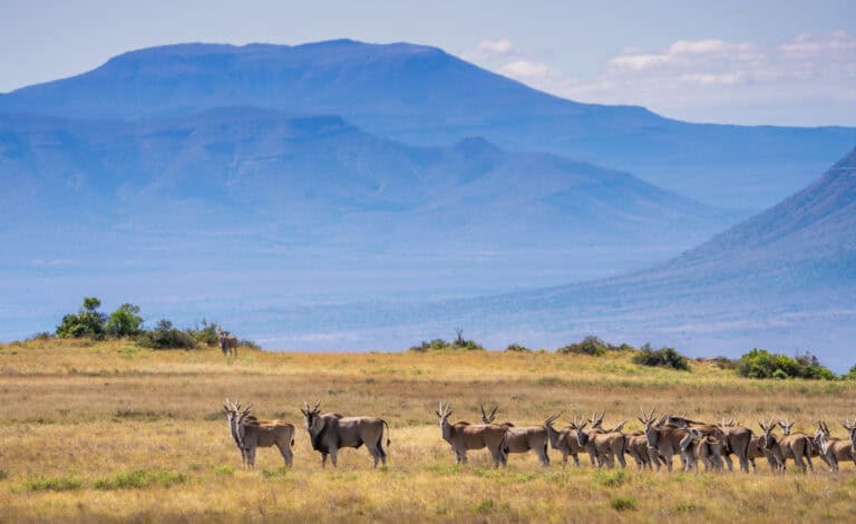 eland-mountain-landscape-marnus-ochse