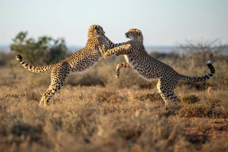 Cheetah
