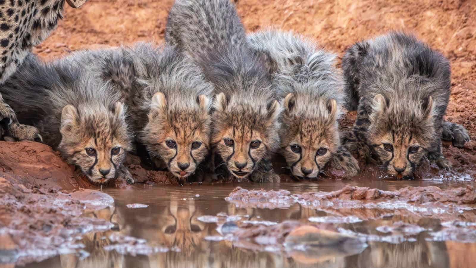 Cheetah Cubs