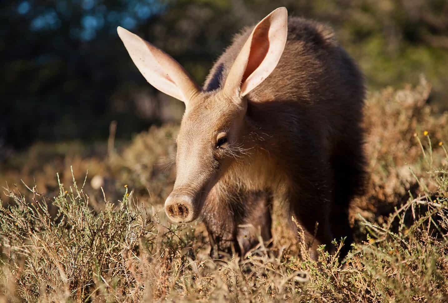 Karoo_Aardvark