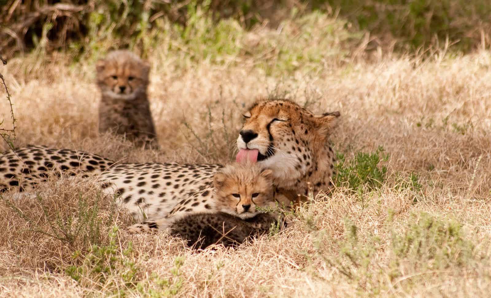 Karoo_Cheetah Cub