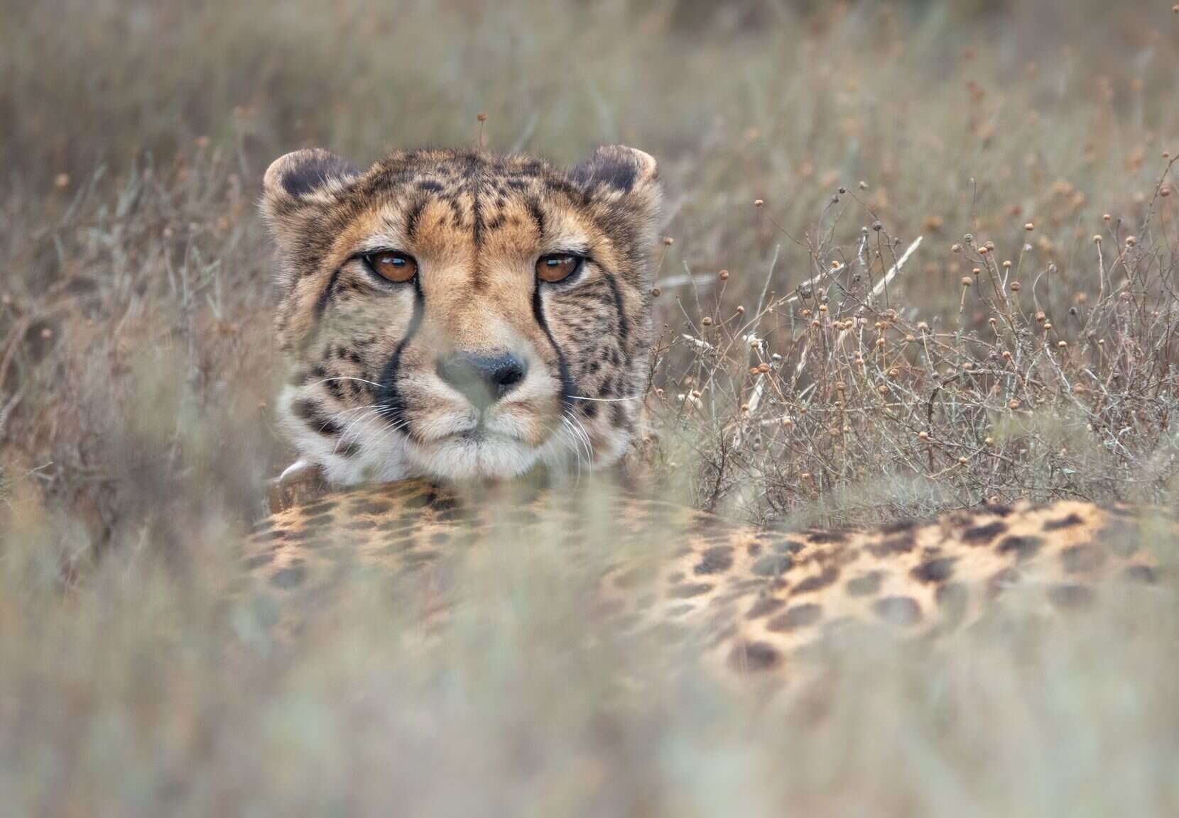 Karoo_Cheetah