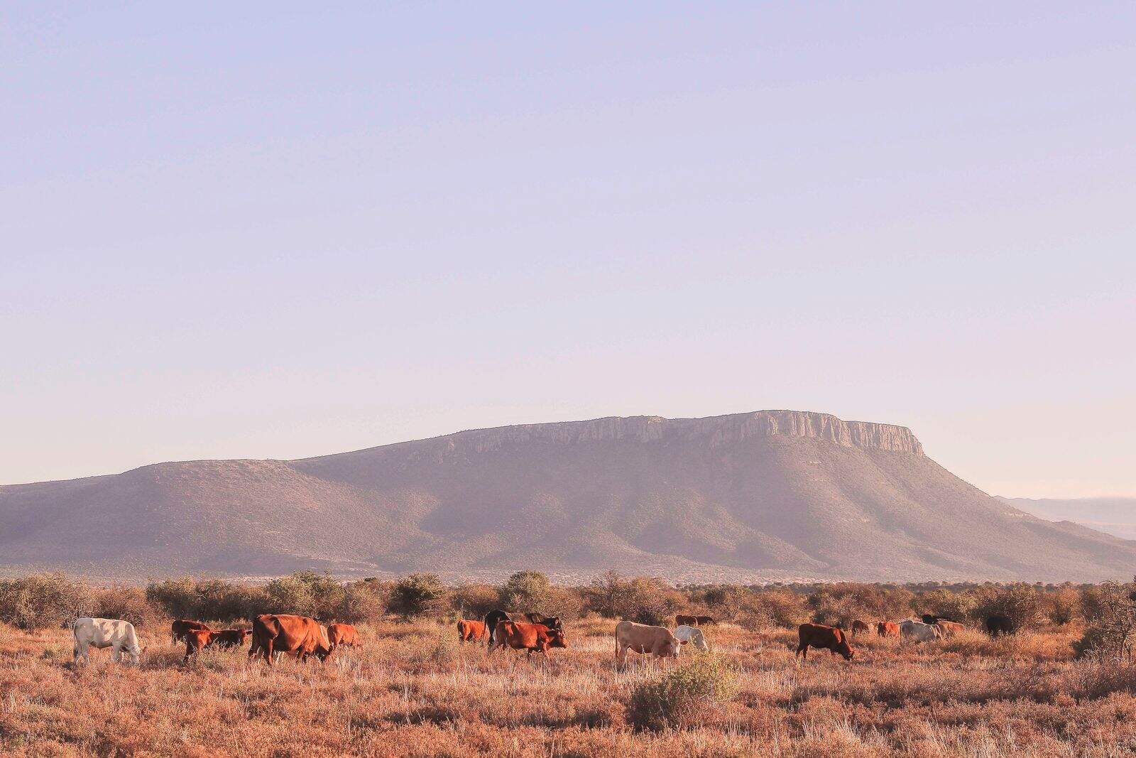 Karoo_Cows
