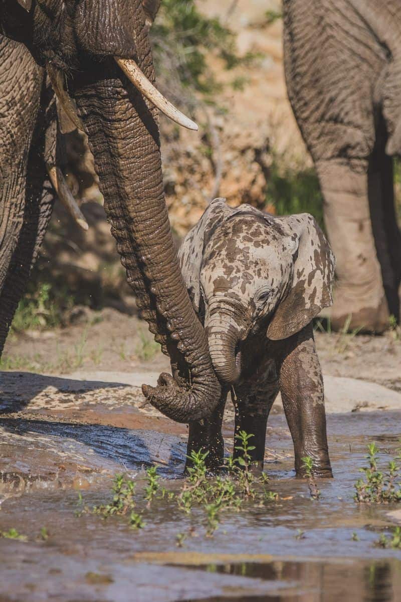 Karoo_Elephant baby