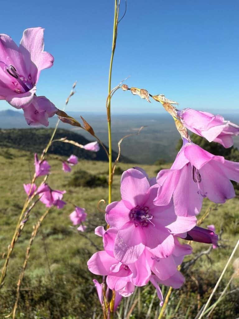 Karoo_Flowers