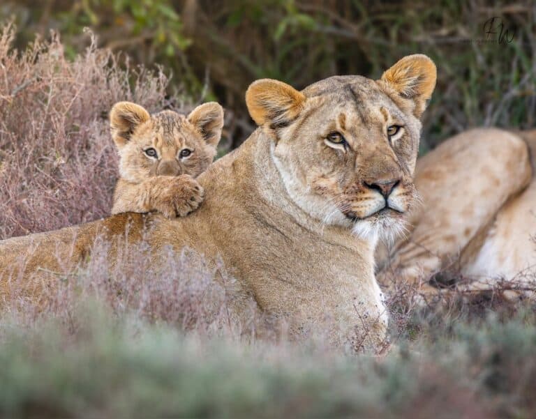 Karoo_Lion