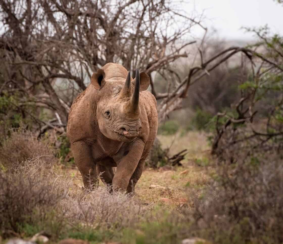 Karoo_Rhino