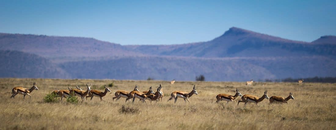 Karoo_Springboks