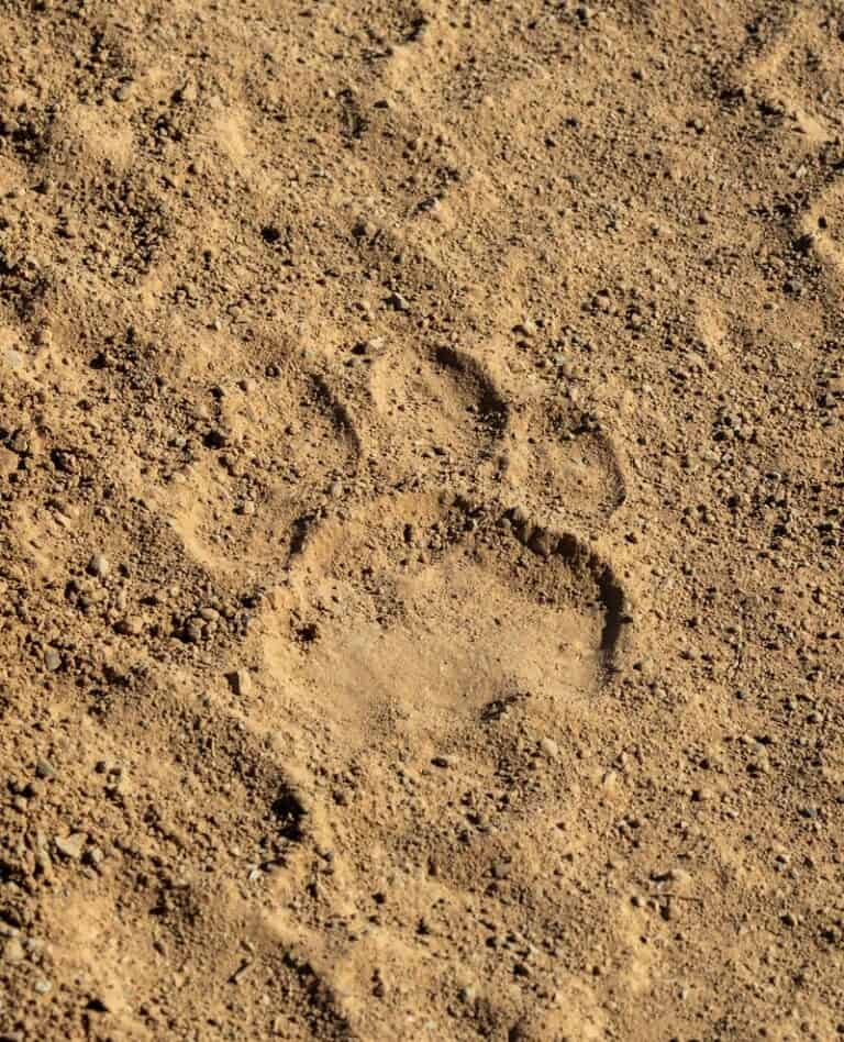 Karoo_Tracks