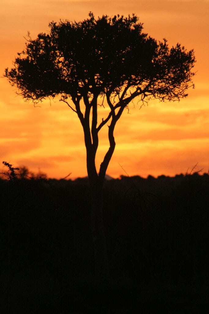 Karoo_Tree