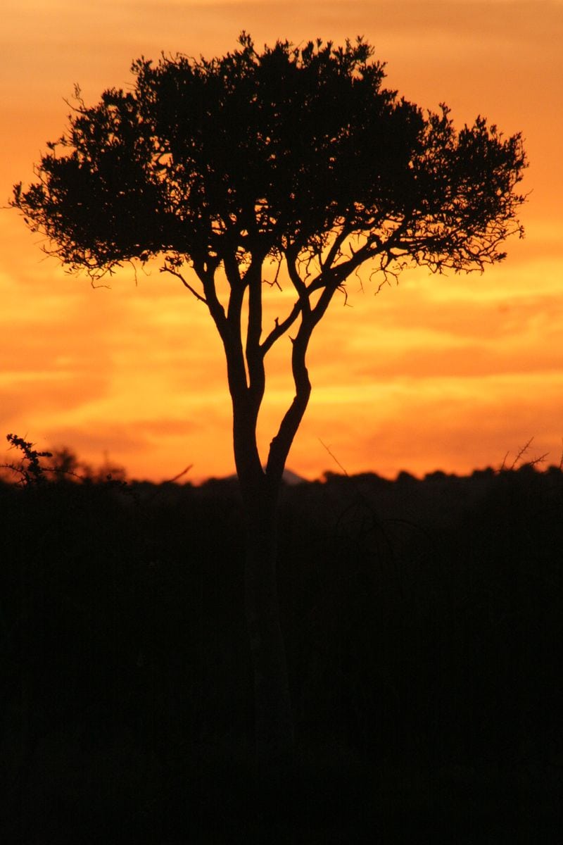 Karoo_Tree