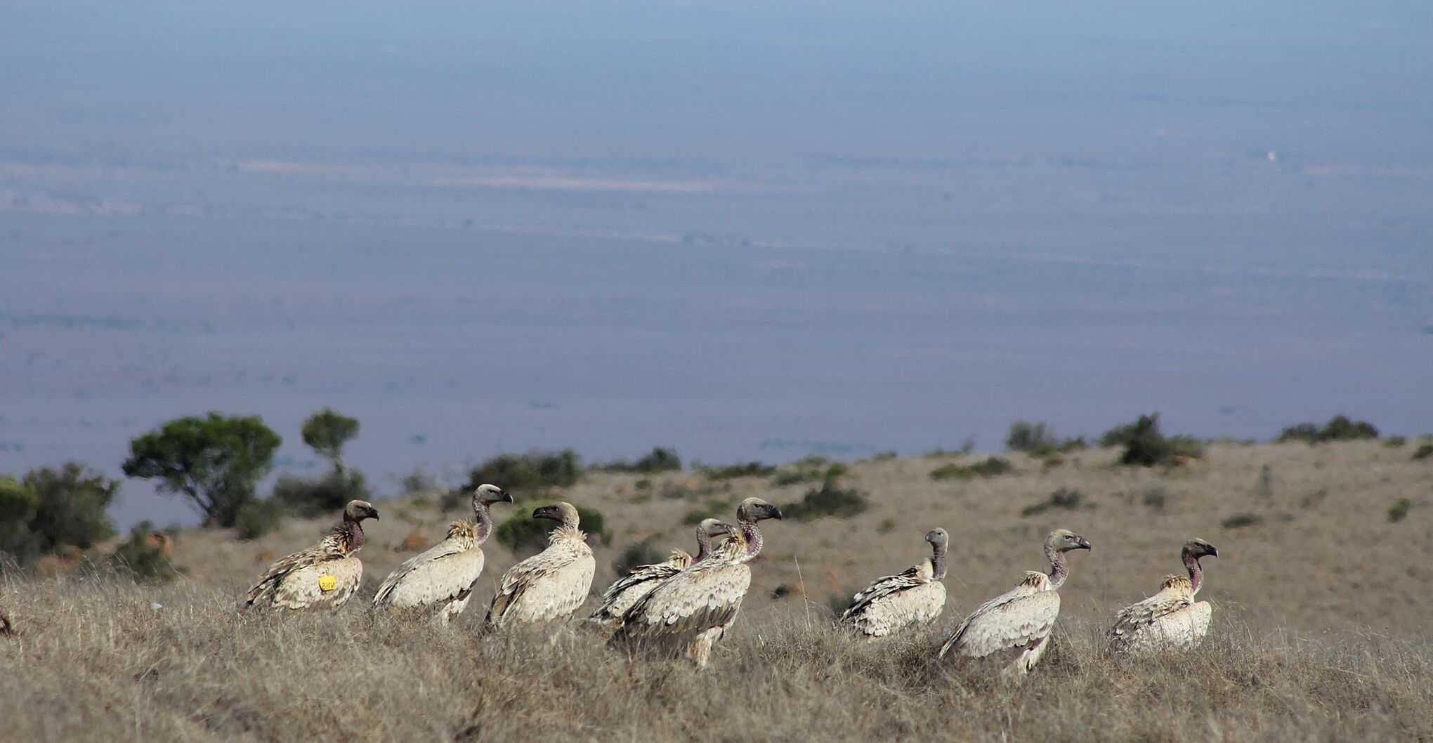 Karoo_Vultures