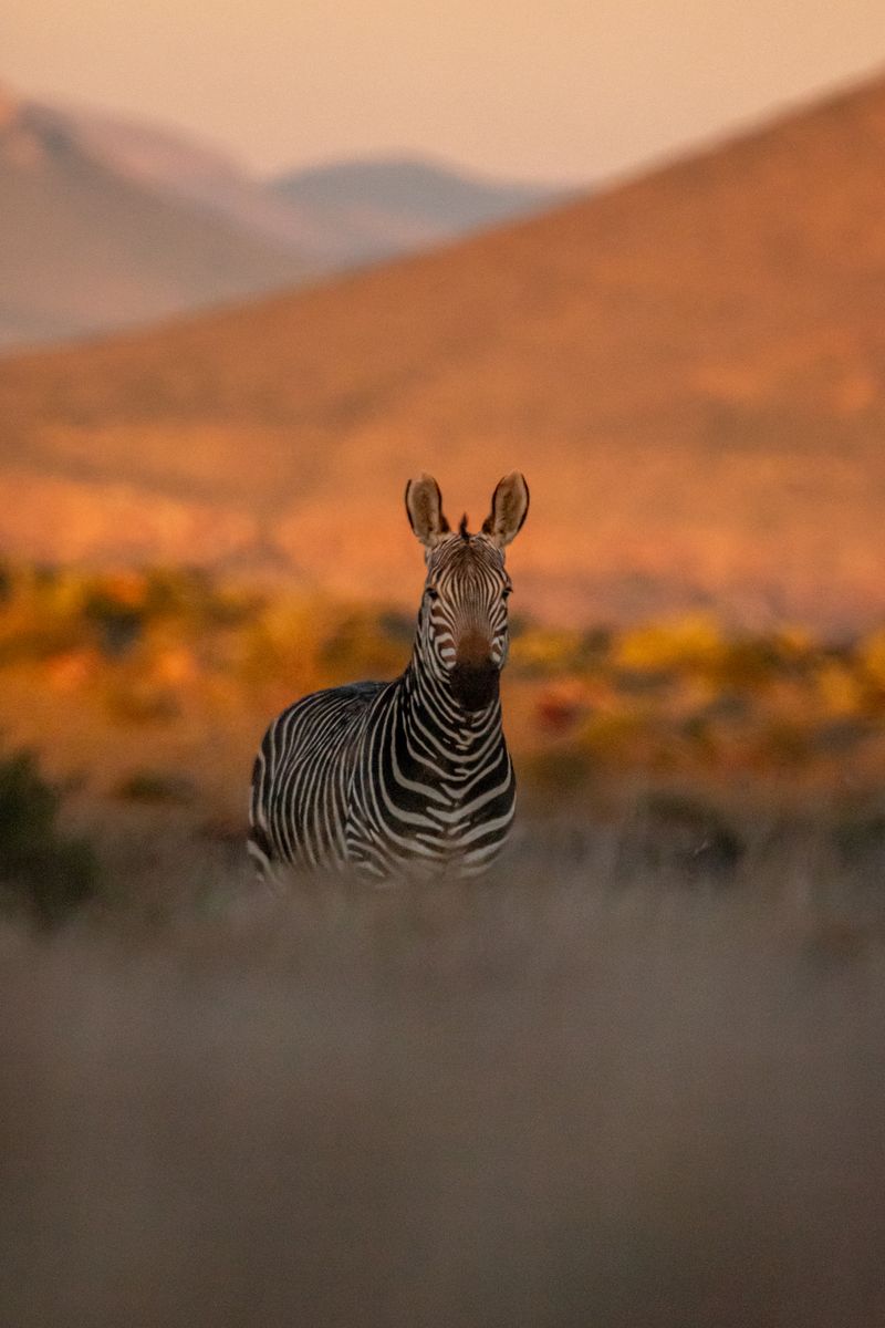 Karoo_Zebra