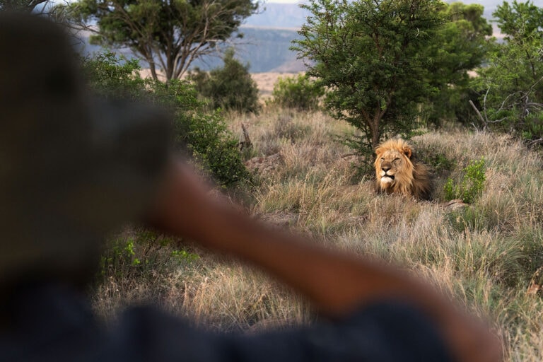 Samara-Karoo-Reserve-game-drive-lion-Maike-McNeill