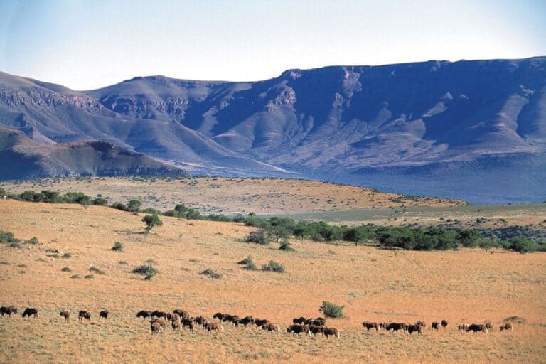 Wildebeest