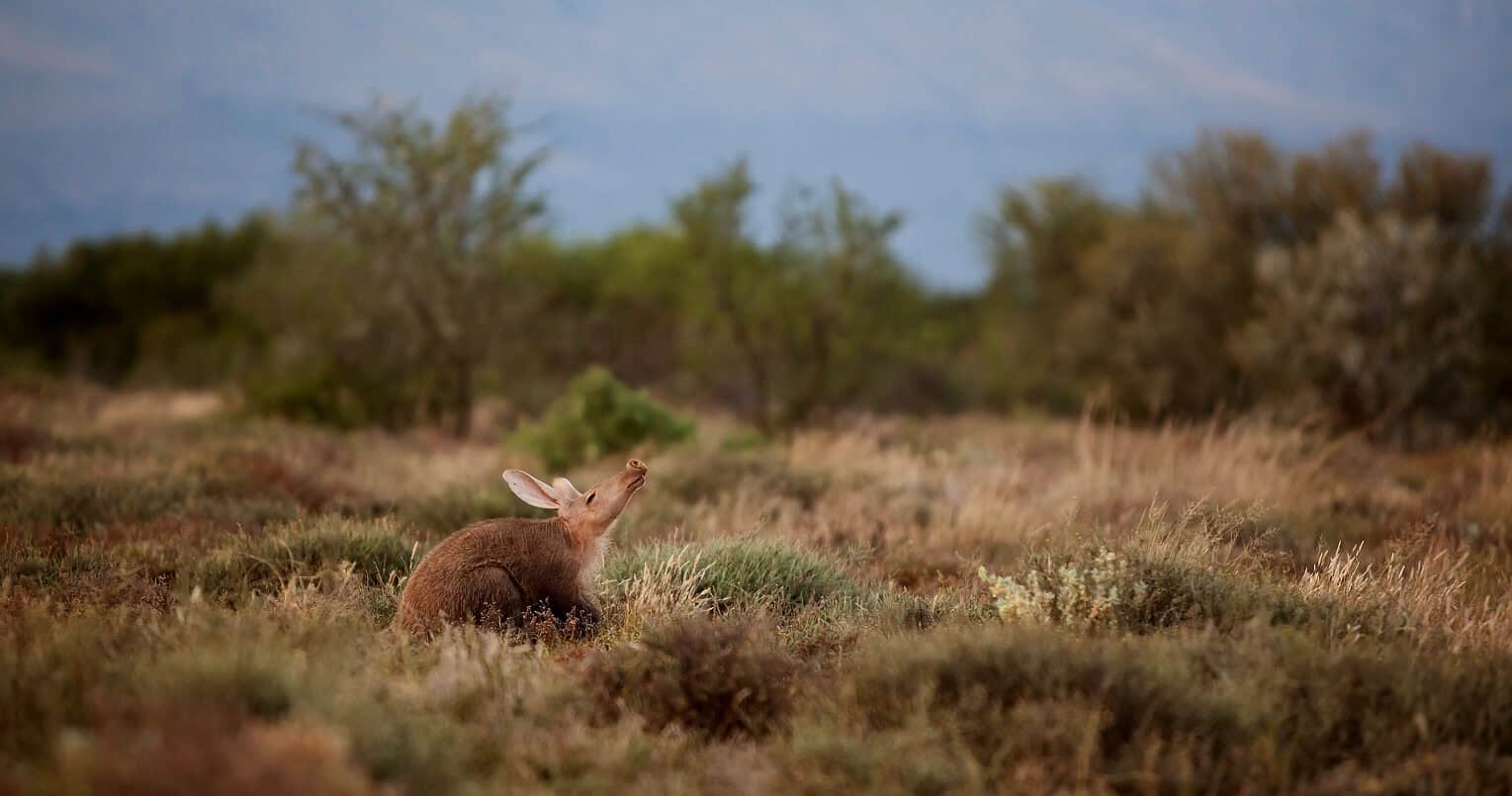 aardvark-content-samara-private-game-reserve-karoo-south-africa-copyright-etienne-oosthuizen