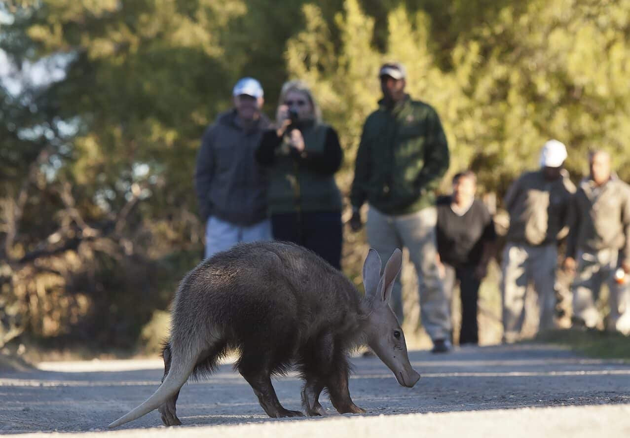 Aardvark Orycteropus afer, photographed in broad day lightin the Karoo South Africa