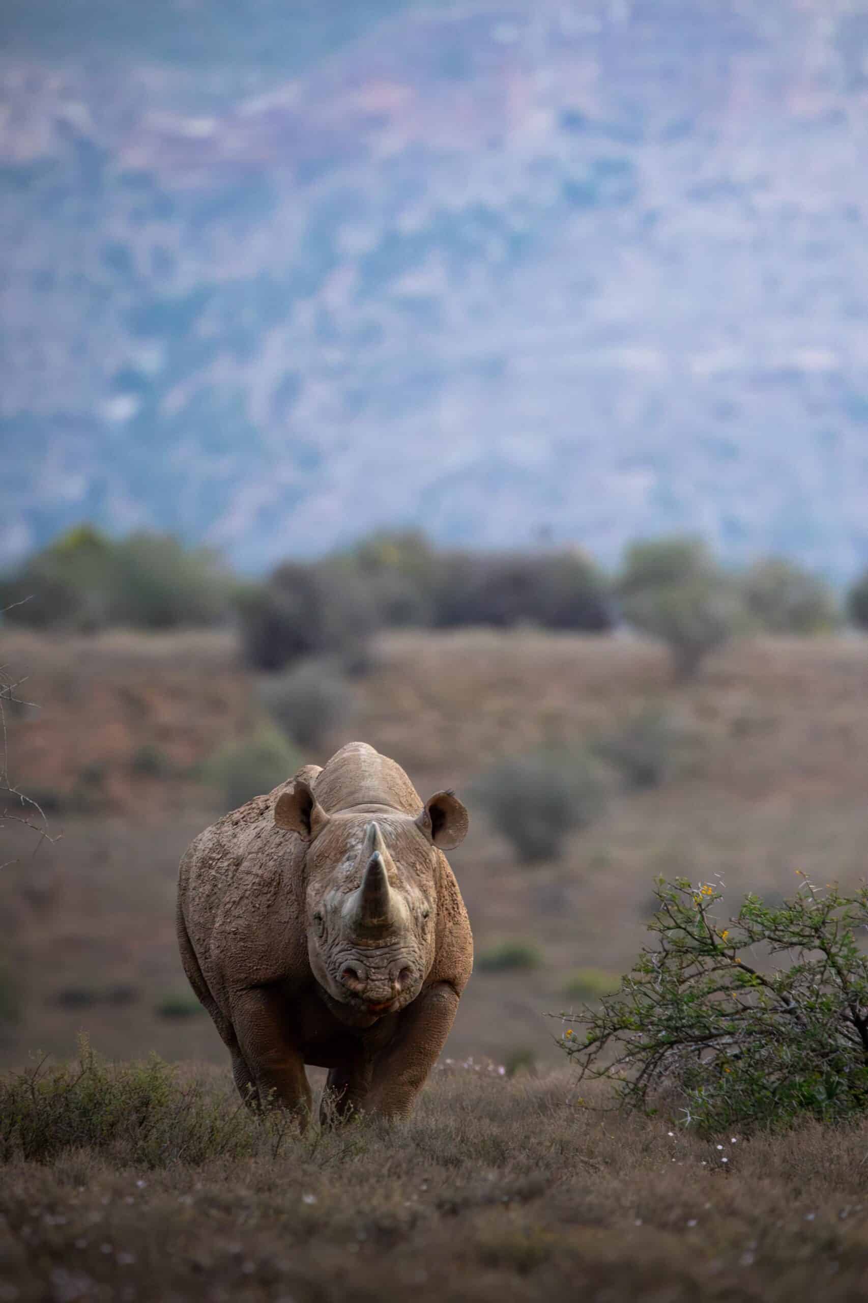 black-rhino-south-karoo-roelof-wiesner