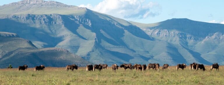 black-wildebeest-samara-mara-mountains-marnus-ochse (1)
