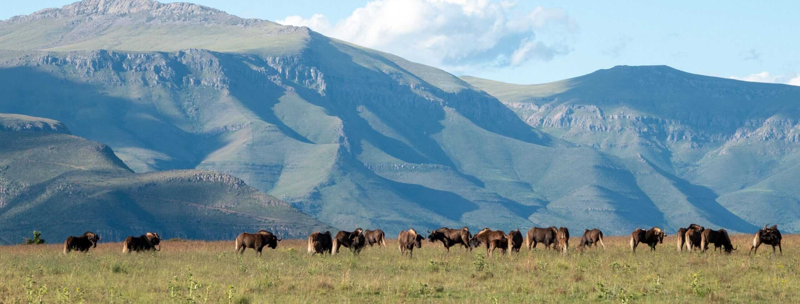 black-wildebeest-samara-mara-mountains-marnus-ochse (1)