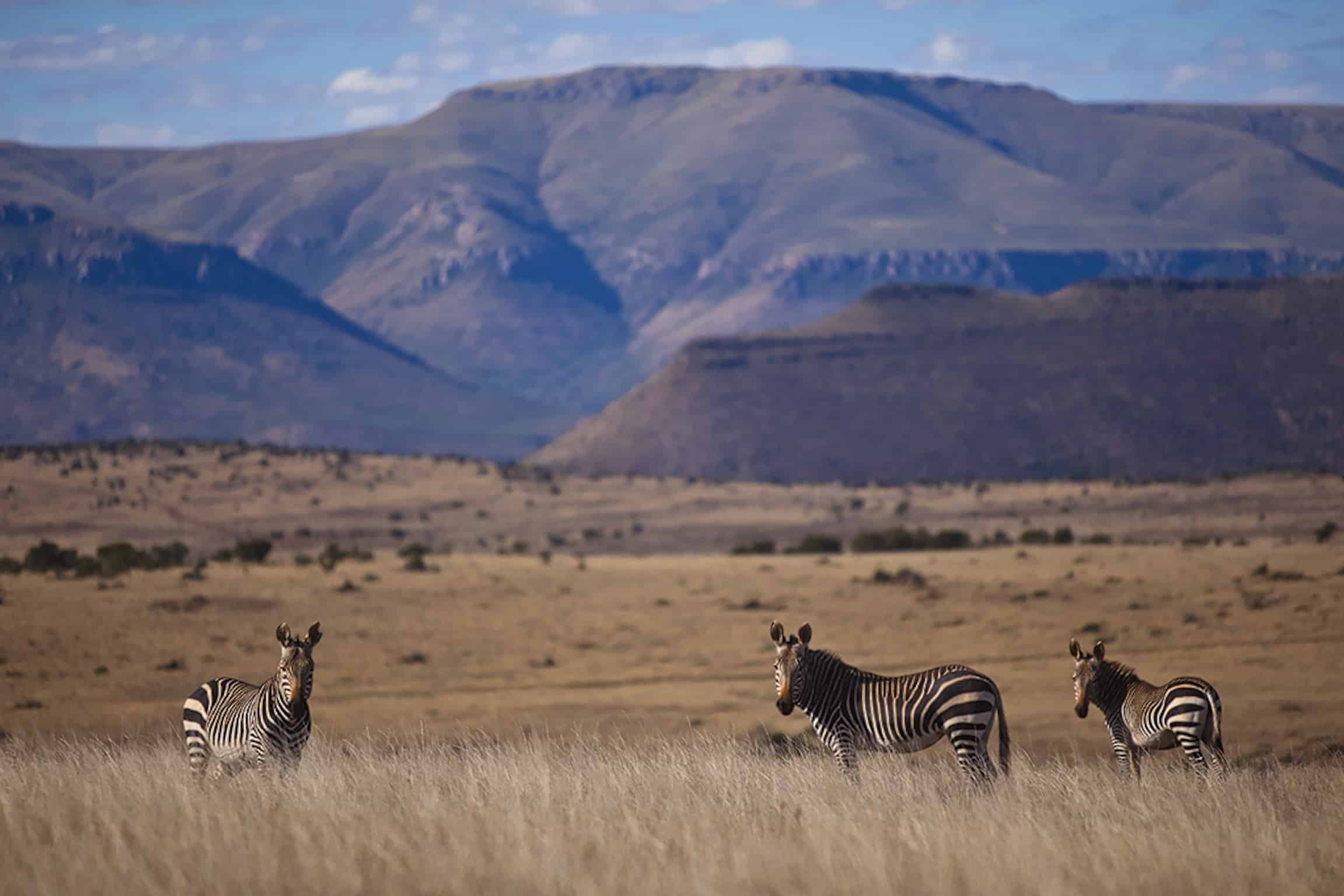 cape-mountain-zebra-landscape-samara-mara-karoo-south-africa-etienne-oosthuizen