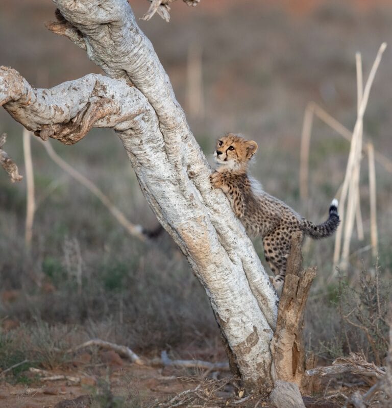 cheetah-cub-climbing-tree-samara-karoo-andrew-ackermann (1)
