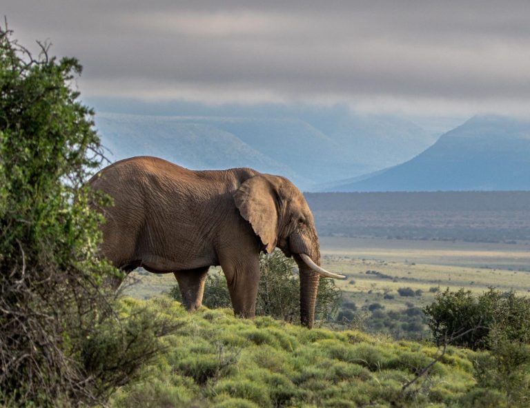 elephant-bull-landscape-samara-karoo-roelof-wiesner
