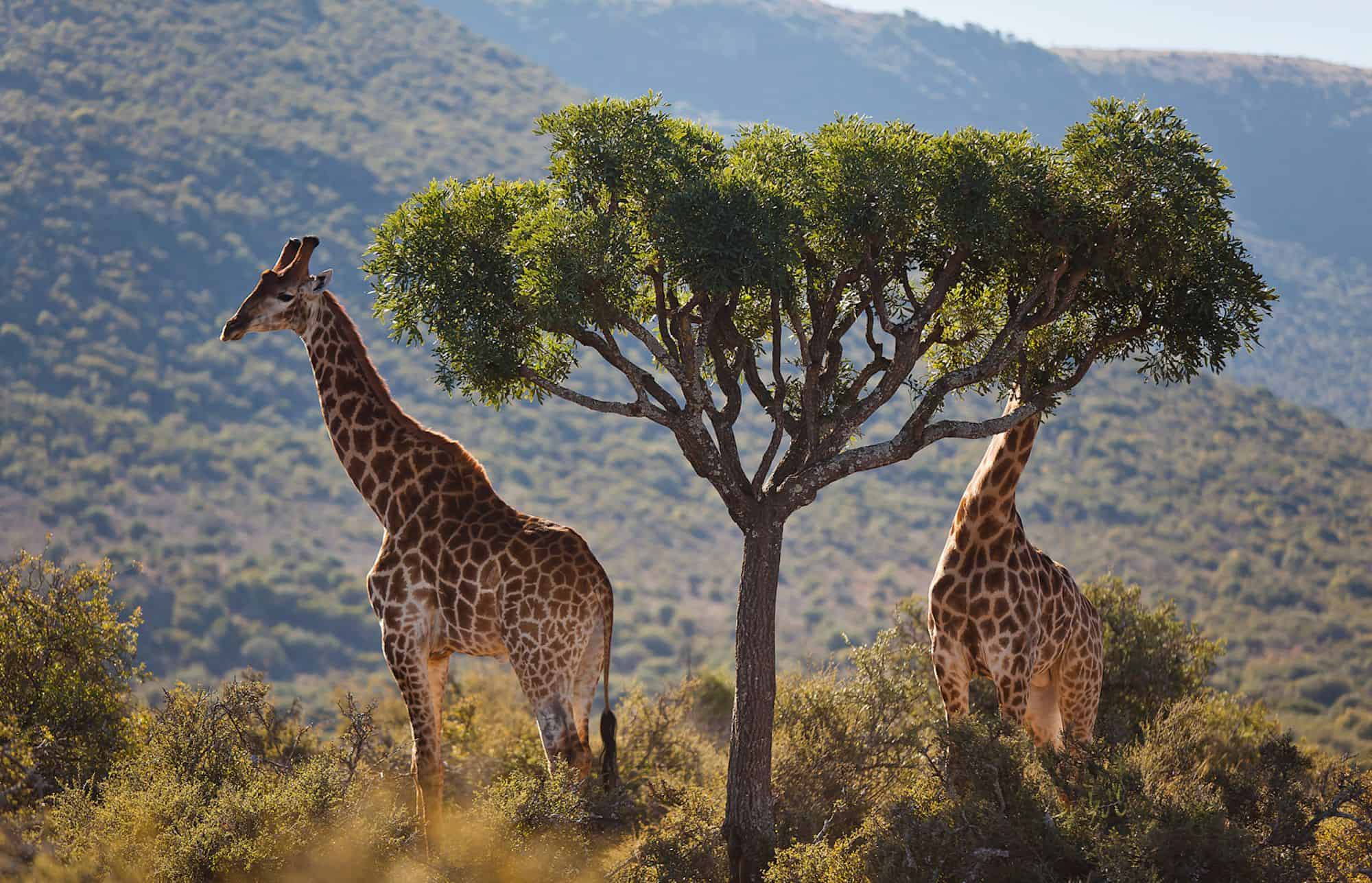 giraffe-head-in-tree-samara-karoo-south-africa-etienne-oosthuizen (1)