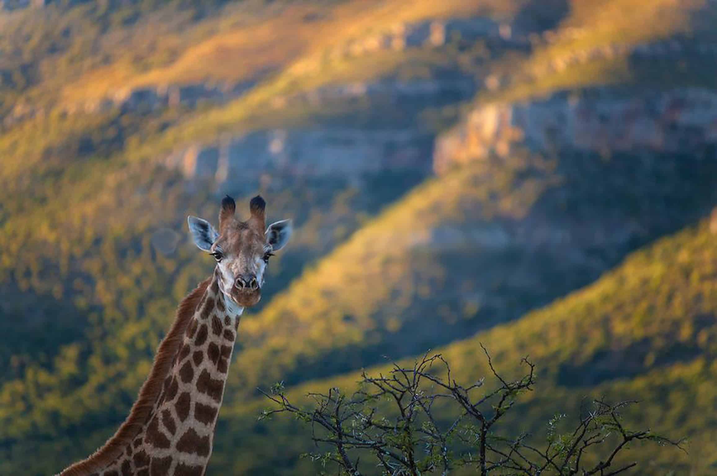 giraffe-samara-karoo-safari-mountain-etienne-oosthuizen